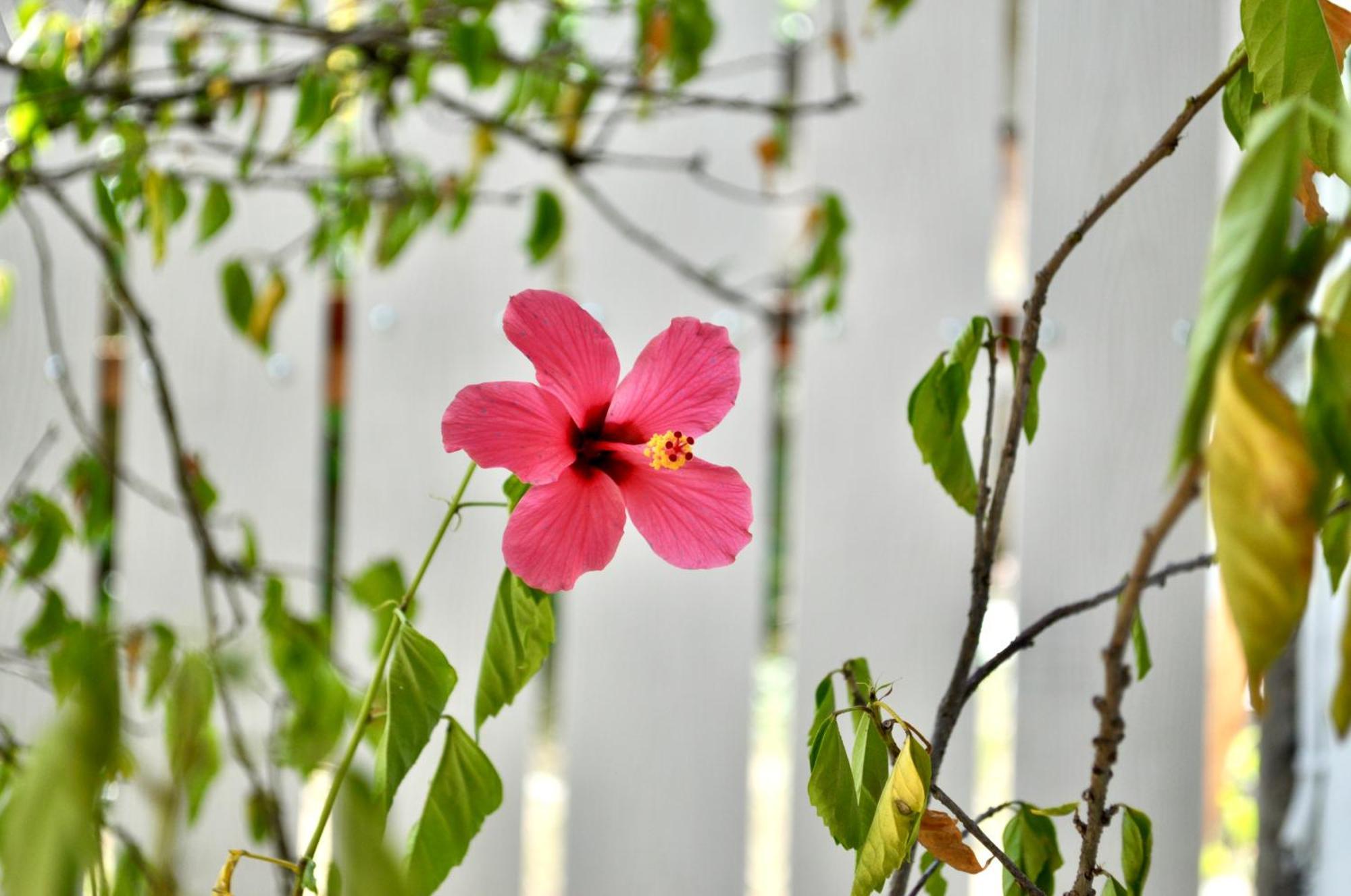 Ripbowl Guest House เซอลงเบอลานัก ภายนอก รูปภาพ