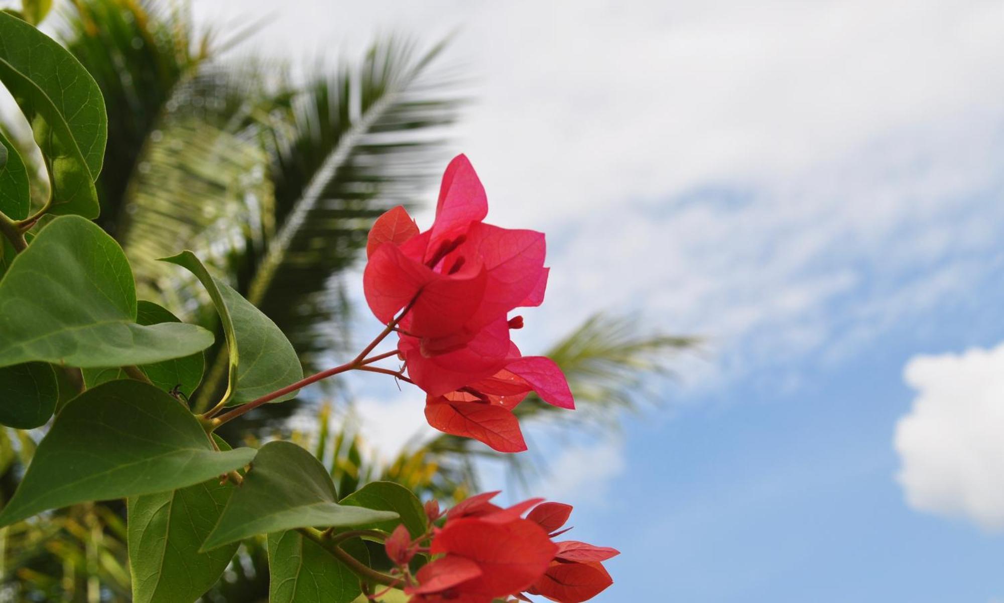 Ripbowl Guest House เซอลงเบอลานัก ภายนอก รูปภาพ